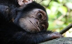 【!】チンパンジーの映像記憶能力にネット騒然「完全敗北」「全部あってる‥」