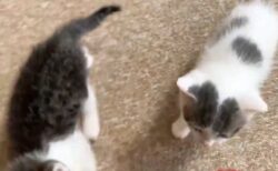 【ｗ】「遊んでー！」迫ってくる子猫2匹、可愛いさが凄まじい