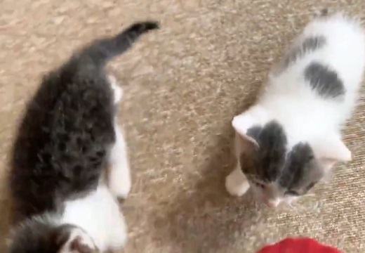 【ｗ】「遊んでー！」迫ってくる子猫2匹、可愛いさが凄まじい