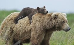 【･(ｪ)･】親の背中に乗る子熊、可愛いすぎる4枚の写真が話題にｗ