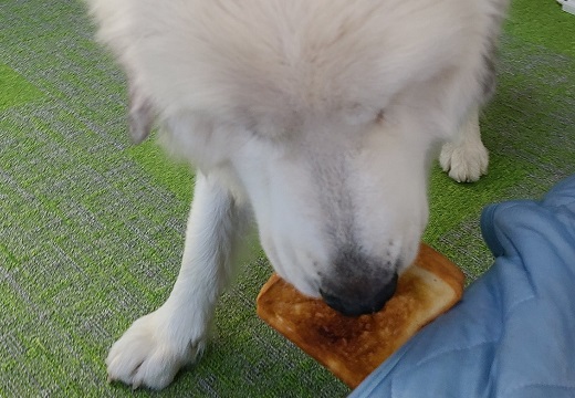 【激かわ！】主さんが朝食を食べず座っている事に気づいた大型犬の行動が話題に