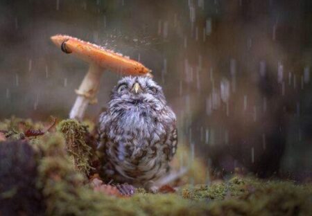 【ｗ】フクロウ、きのこで雨宿りする様子が激写され話題に「トトロだｗ」