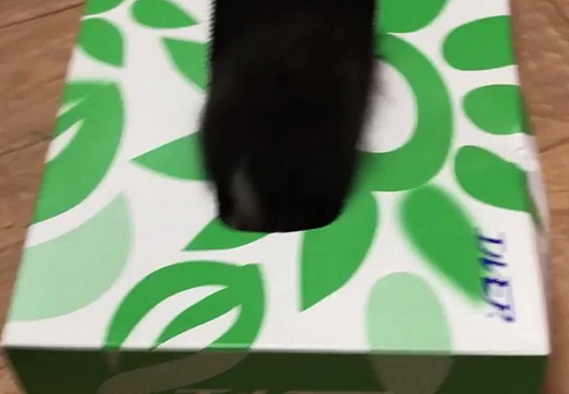 【ニャー！】ティッシュの箱から飛び出す子猫が衝撃的な可愛いさｗ