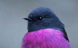 【ピンクロビン】オーストラリアにいるめちゃくちゃ可愛い鳥が話題に(･∀･)