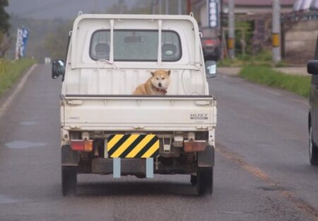 【ｗ】軽トラの荷台に乗る犬達～にやけちゃう写真が続々と
