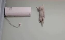 【動画】壁を降りてくる猫がすごすぎる「ムササビかと思ったｗ」