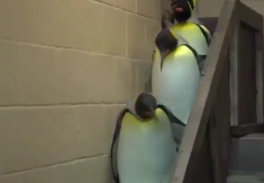 【ラスボスｗ】並んで階段を降りてくるペンギン軍団、最後の赤ちゃんが可愛いすぎるｗ