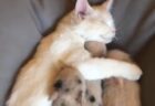 【猛獣】オオヤマネコ属最大種のオオヤマネコ、仕草が完全に愛らしい猫ｗ