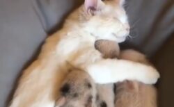 【泣いた】猫に甘えるミニブタ3匹と、手でそっと抱く猫。素敵すぎる動画が話題に