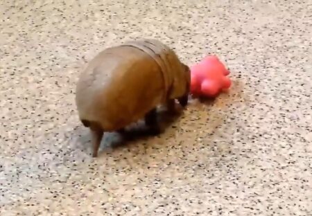 【ころん】おもちゃで遊ぶアルマジロの赤ちゃん、めちゃ可愛いｗｗｗｗ