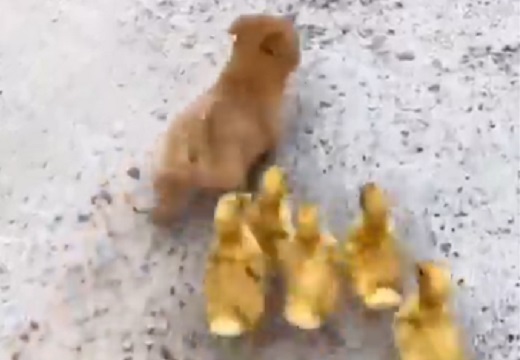 【すりこみ?!】子犬についてまわるひよこ集団、最強にカワイイw