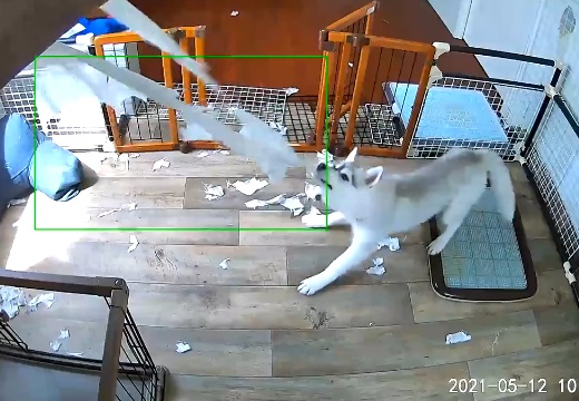 【動画】ハスキーの子犬、カーテン破りに夢中な様子を留守番カメラがばっちり中継ｗ