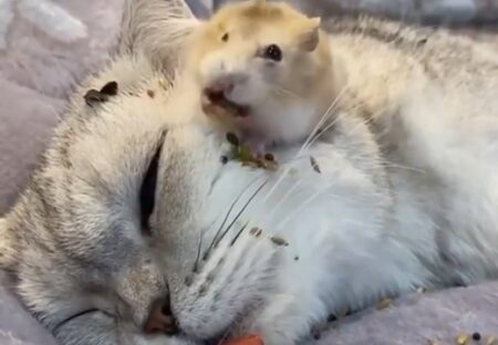 【ﾊﾞﾘﾊﾞﾘﾊﾞﾘﾊﾞﾘ】猫の上で食べまくるハムスターが話題に「ねこ迷惑そうｗ」
