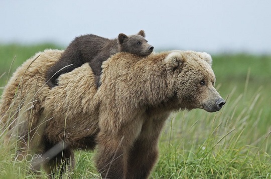 ｪ 親の背中に乗る子熊 可愛いすぎる4枚の写真が話題にｗ Break Time
