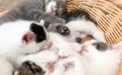 【シンクロ】密集して眠る子猫兄弟、一斉に伸びする様子がとてつもない可愛さｗ