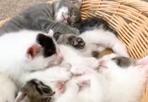 【シンクロ】密集して眠る子猫兄弟、一斉に伸びする様子がとてつもない可愛さｗ