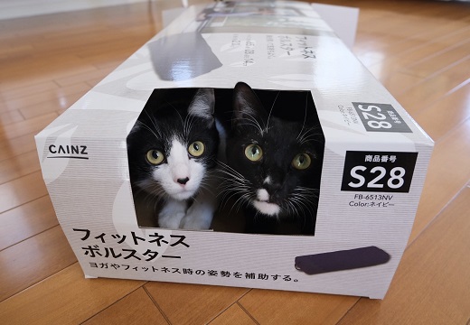 【ｗ】空き箱に並んで入りカメラ目線！藤あや子さんちの保護猫くん達がカワイイすぎる