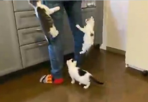 【動画】ごはんが待ちきれない子猫兄弟、脚のよじ登りが凄すぎるw