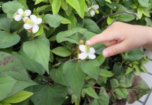 【目からうろこ】ドクダミの花を漬け込むだけ!おばあちゃん直伝の超効くかゆみ止めが話題に