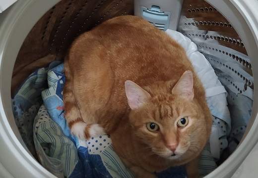 【ちょこん】「猫がいない！」大騒ぎで探すと洗濯機で発見される猫達が話題にｗ