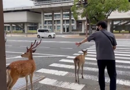 【ｗ】赤信号、車の切れ目を狙い横断歩道を上手に渡っていく鹿が話題に