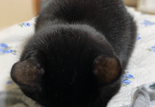 【ごめん寝】かわいさの破壊力がものすごい黒猫ちゃんが話題にｗ