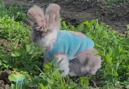 【動画】ぬいぐるみみたいなウサギ！仕草もふわふわさも超カワイイｗ