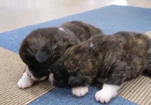 【たまらん】寄り添って眠る秋田犬の赤ちゃん、寝言が可愛いすぎるｗ