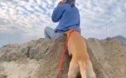 【動画】「土台を切り崩す」賢すぎる犬が話題にｗ