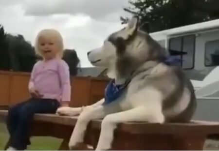 【女児と大型犬】大事な相手を守ろうとするハスキーの行動が話題に「やさしい‥」