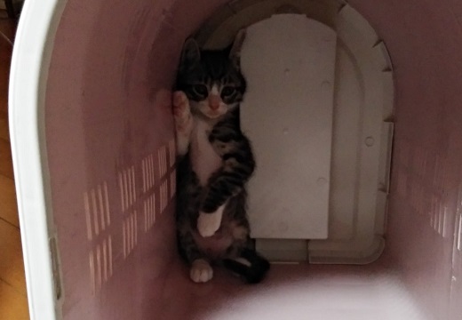 子猫「怖かった(泣」動物病院から帰宅、かごの隅っこにへばりついてる様子が話題にｗ