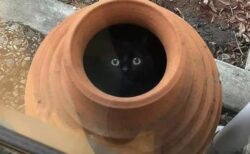 【きょろっ】真っ暗な中からこっちを見つめる黒猫が話題「かわいいがすぎるｗ」
