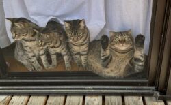 【爆笑】窓辺で飼い主を待つ猫4匹、1匹だけおかしいｗ