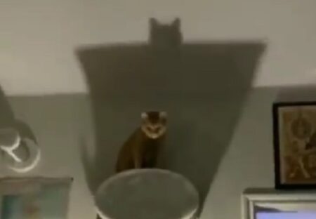 【魔王？！】照明器具から降りれなくなった猫の影が怖すぎるｗ