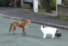 【動画】猛ダッシュで追ってきて目の前でゴロン！撫でて要求が強すぎる猫が話題にｗ