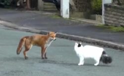 【異種間】道で出会ったキツネと猫、一緒に遊び始める様子が話題に