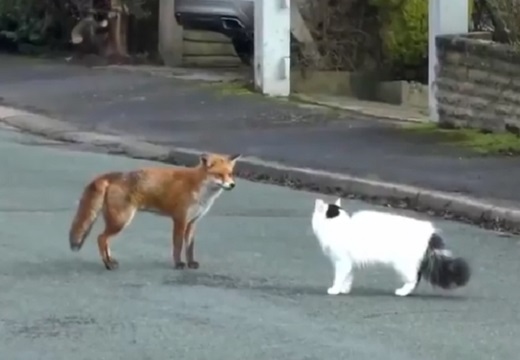 【異種間】道で出会ったキツネと猫、一緒に遊び始める様子が話題に
