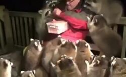 【ｗ】おじいさんにご飯をもらいにくるアライグマ集団が話題に「肩の子カワイイｗ」