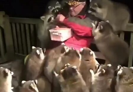 【ｗ】おじいさんにご飯をもらいにくるアライグマ集団が話題に「肩の子カワイイｗ」