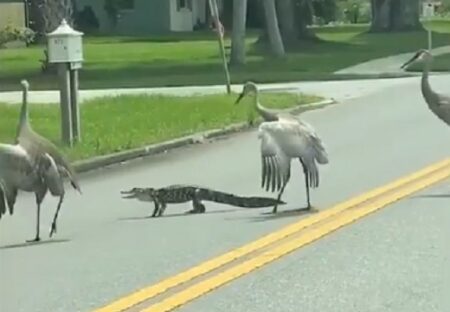 【動画】車道でもたもたしてるワニをおいたてる3羽の大きな鳥が話題に
