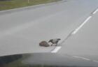 【動画】車道でもたもたしてるワニをおいたてる3羽の大きな鳥が話題に