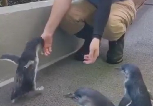 【動画】大好きな飼育員さんに喜ぶペンギンが話題に「こんなふうになつくんだｗ」