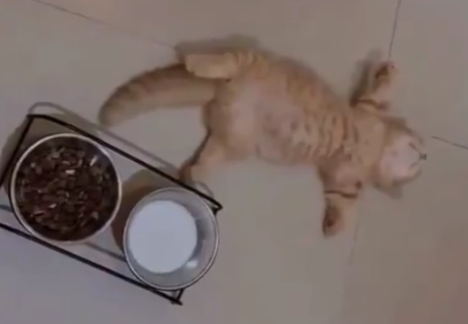 【動画】へそ天・大の字で爆睡してる子猫！たまらない可愛さｗ
