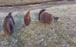 【笑】猫に興味津々！ペンギンの赤ちゃん集団が話題に「もふもふがいっぱい！」