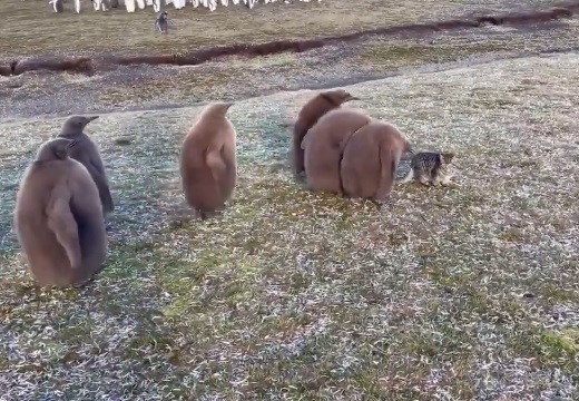 【笑】猫に興味津々!ペンギンの赤ちゃん集団が話題に「もふもふがいっぱい!」