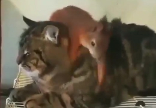 【動画】猫の事が大好きすぎるリスが話題に「たまらんｗ」