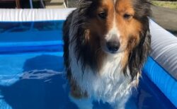 【動画】用意してもらった立派なプールが全然嬉しそうじゃない犬が話題に「表情ｗ」