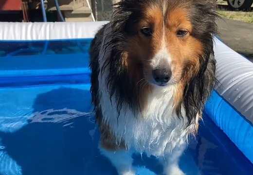 【動画】用意してもらった立派なプールが全然嬉しそうじゃない犬が話題に「表情ｗ」
