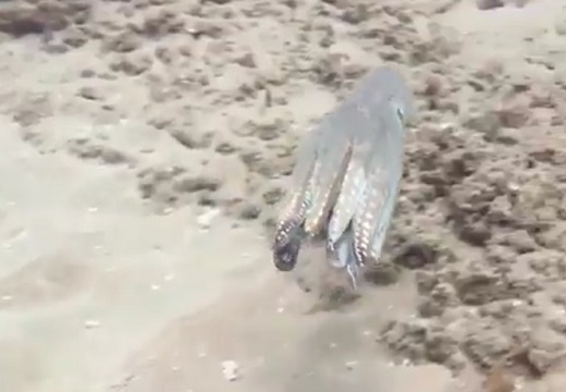 【衝撃】危険を察知したタコがカモフラージュする瞬間、すごい動画にネット騒然