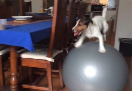 【爆笑】運動能力が高すぎる犬、バランスボールを乗りこなし机のおやつを狙うｗ